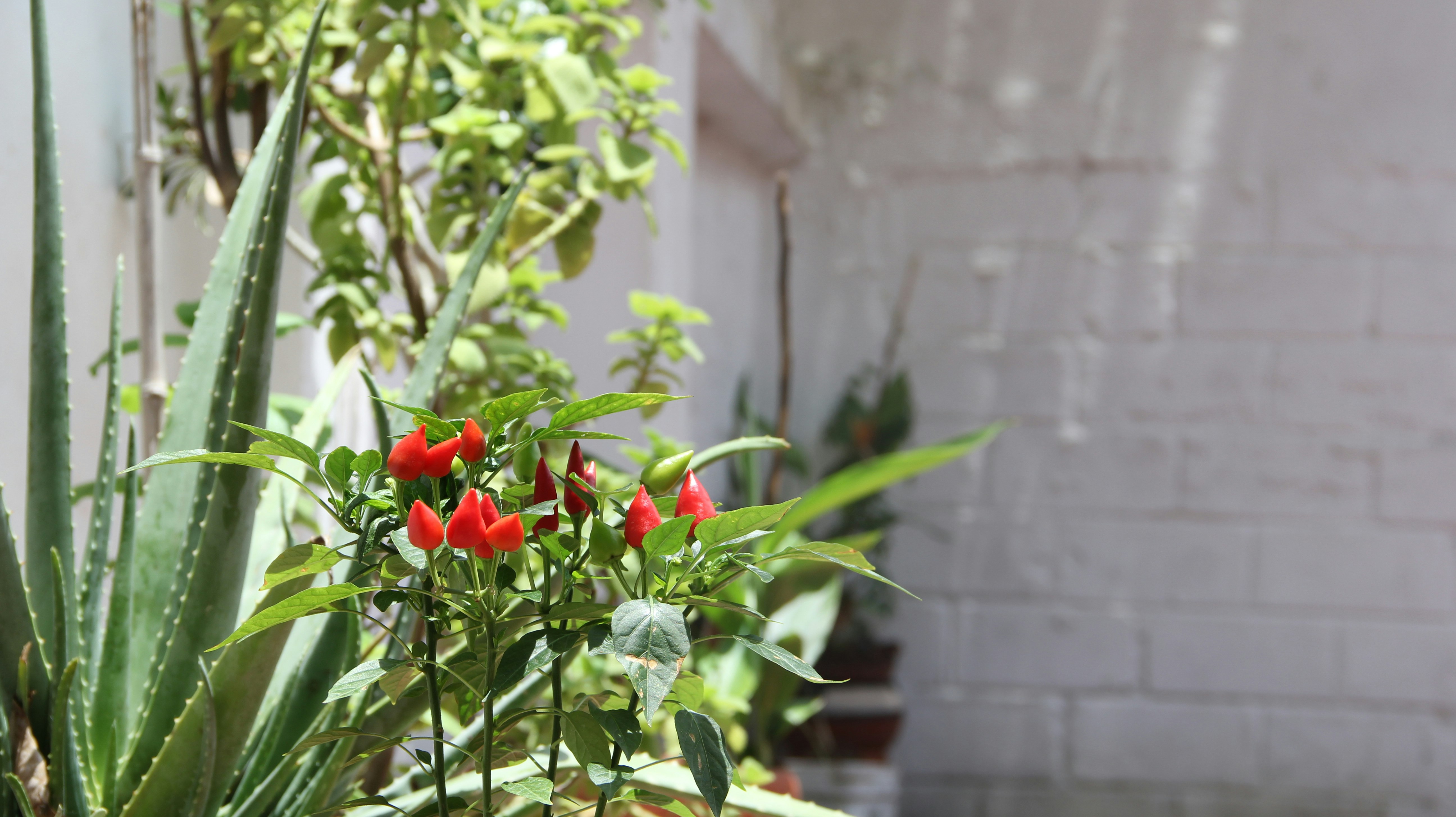 red flowers with green leaves